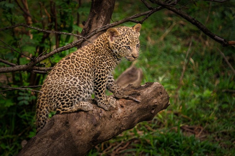 139 Masai Mara, luipaard.jpg